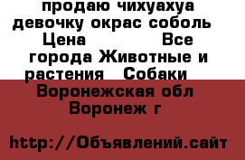 продаю чихуахуа девочку,окрас соболь › Цена ­ 25 000 - Все города Животные и растения » Собаки   . Воронежская обл.,Воронеж г.